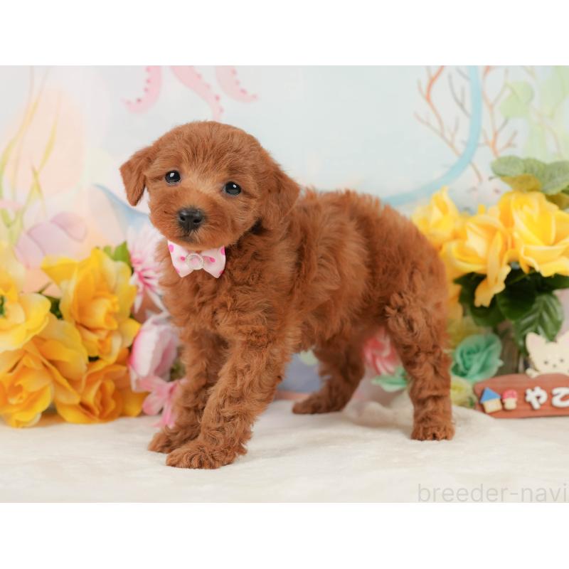 販売中の静岡県のトイプードル-448136の11枚目