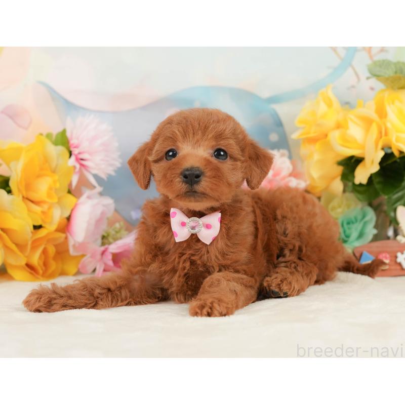 販売中の静岡県のトイプードル-448136の10枚目