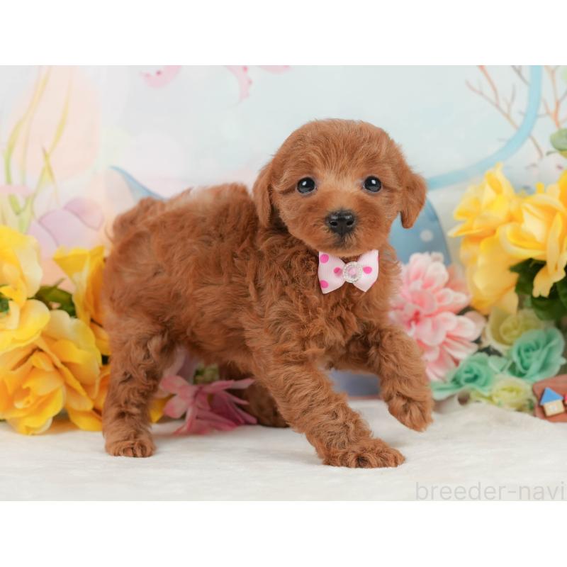 販売中の静岡県のトイプードル-448136の9枚目