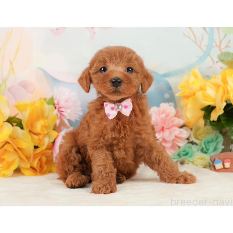 販売中の静岡県のトイプードル-448136の8枚目