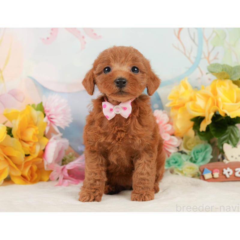 販売中の静岡県のトイプードル-448136の6枚目