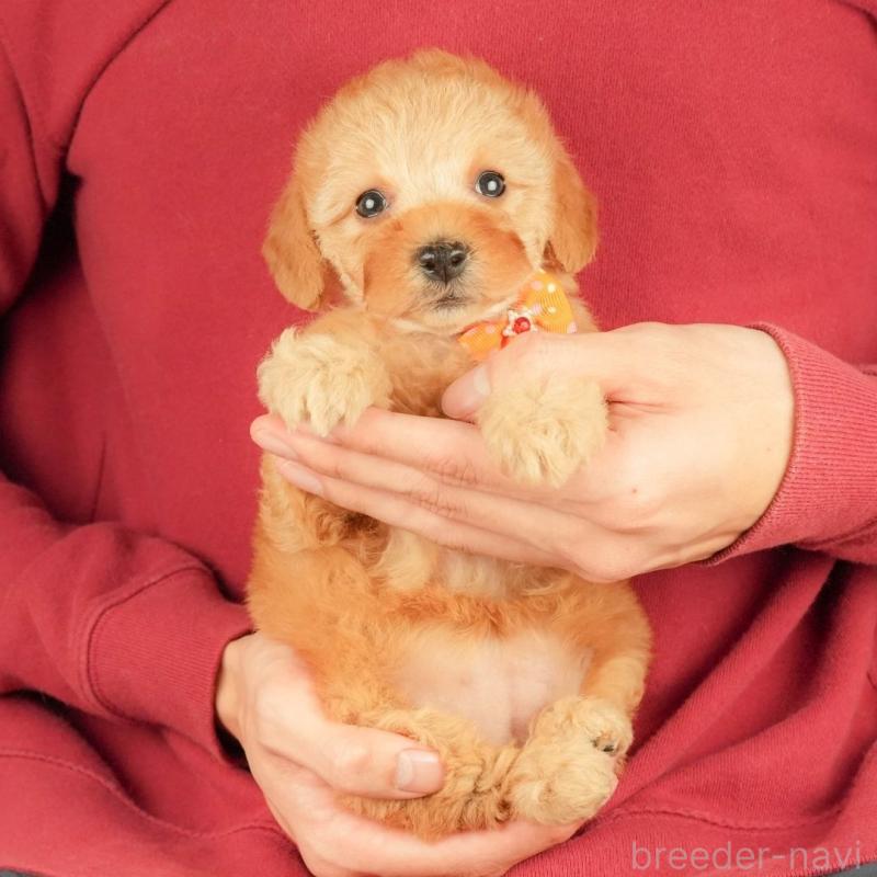 販売中の静岡県のトイプードル-448132