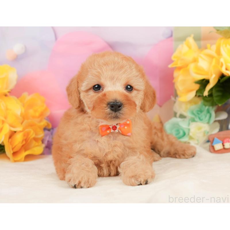 販売中の静岡県のトイプードル-448132の12枚目