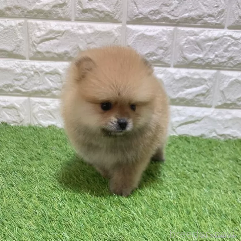 商談中の愛知県のポメラニアン-445402