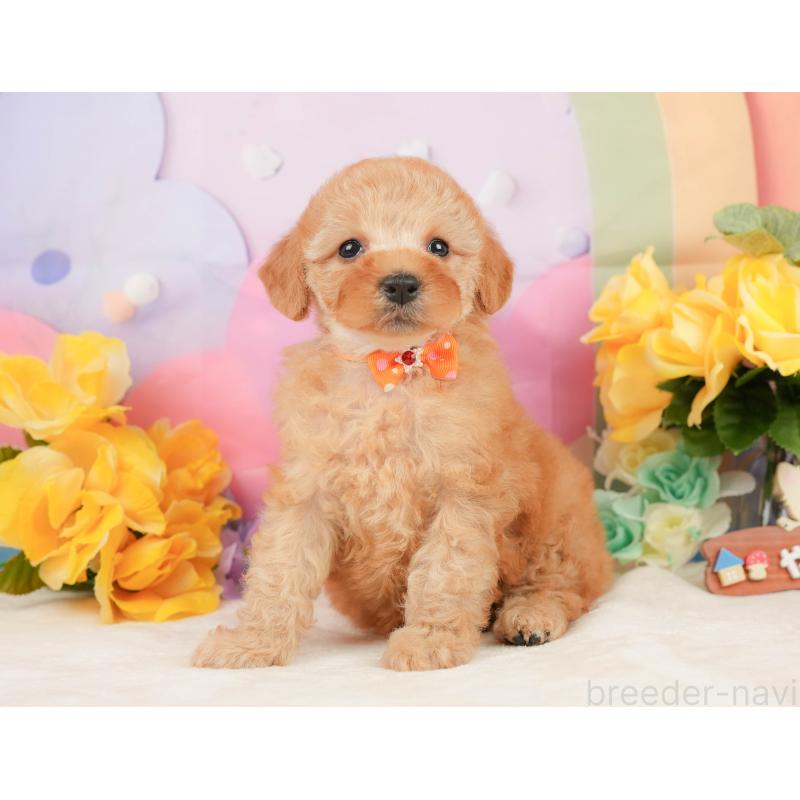 販売中の静岡県のトイプードル-448132の10枚目