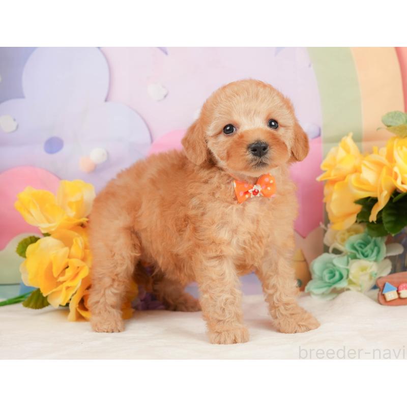 販売中の静岡県のトイプードル-448132の9枚目