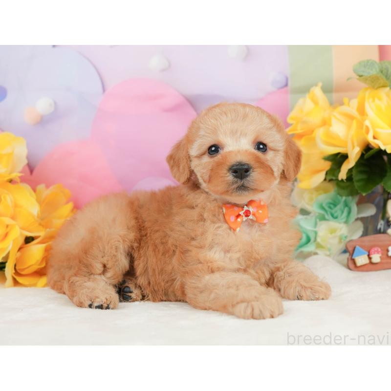 販売中の静岡県のトイプードル-448132の8枚目