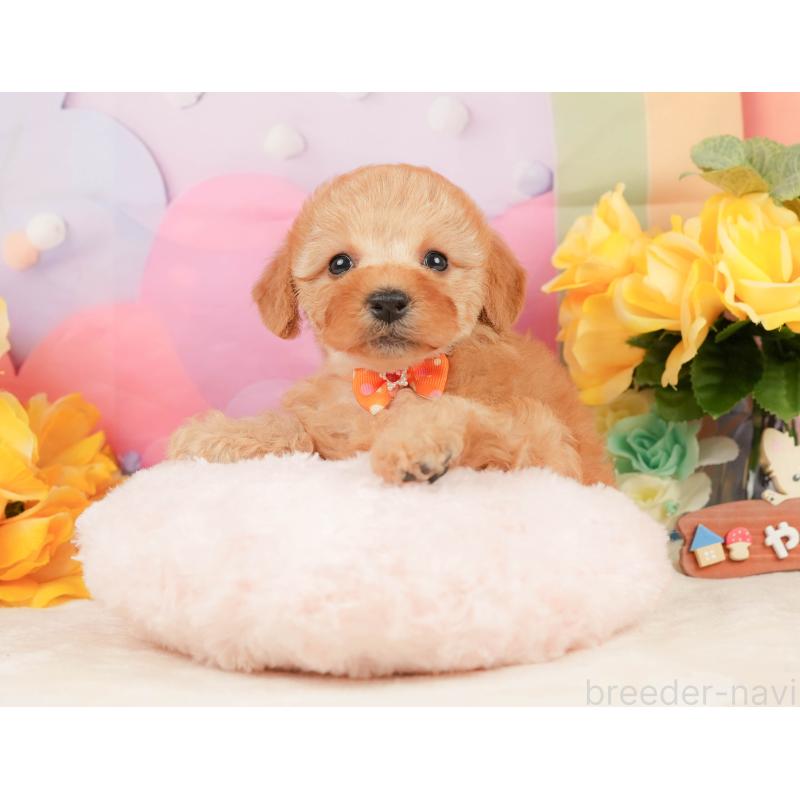 販売中の静岡県のトイプードル-448132の7枚目