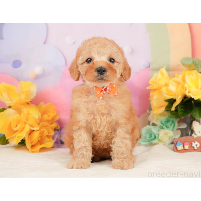 販売中の静岡県のトイプードル-448132の6枚目