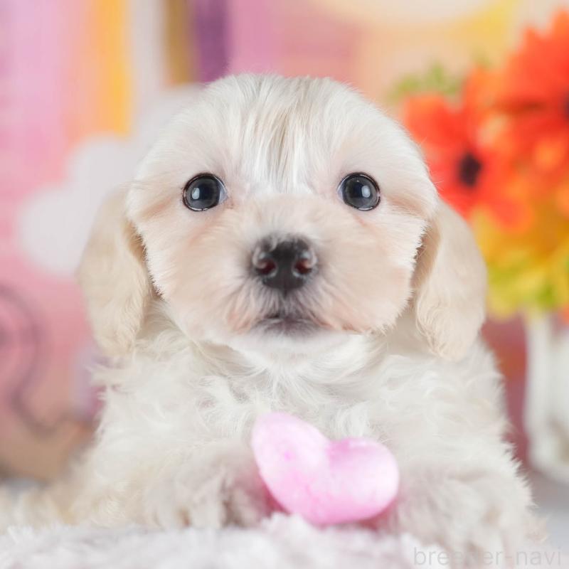 販売中の栃木県のマルプー:マルチーズ×トイプードル-448251の10枚目