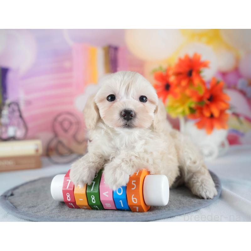 販売中の栃木県のマルプー:マルチーズ×トイプードル-448251の9枚目