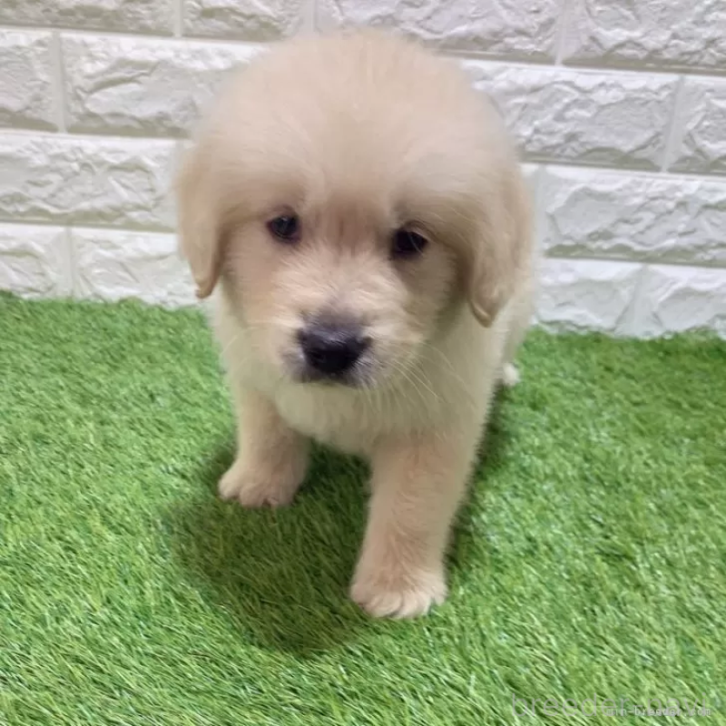 販売中の愛知県のゴールデンレトリーバー-444460