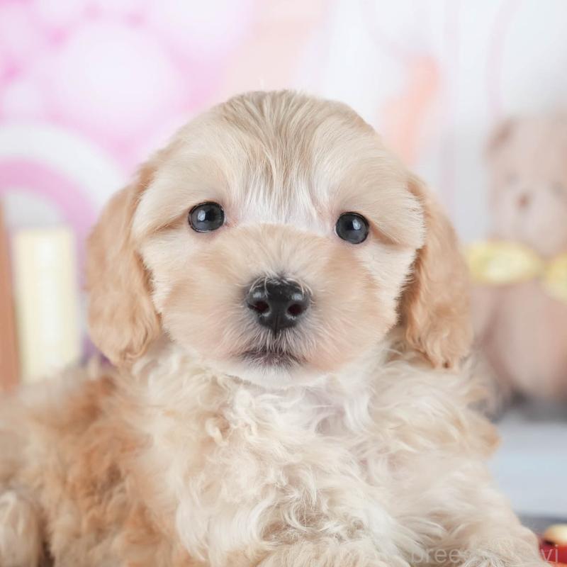 販売中の栃木県のマルプー:マルチーズ×トイプードル-448253の8枚目