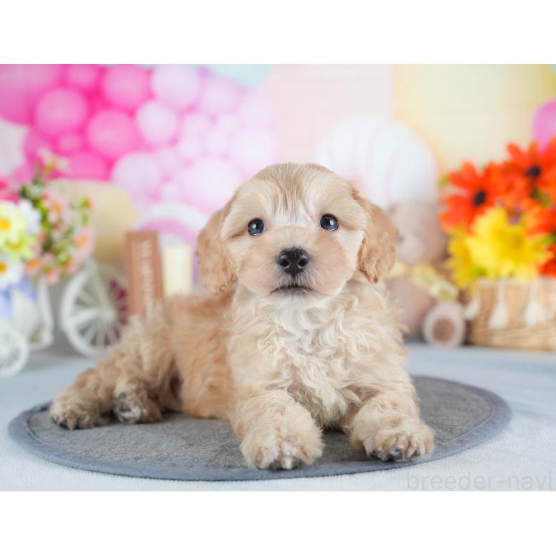 販売中の栃木県のマルプー:マルチーズ×トイプードル-448253の6枚目