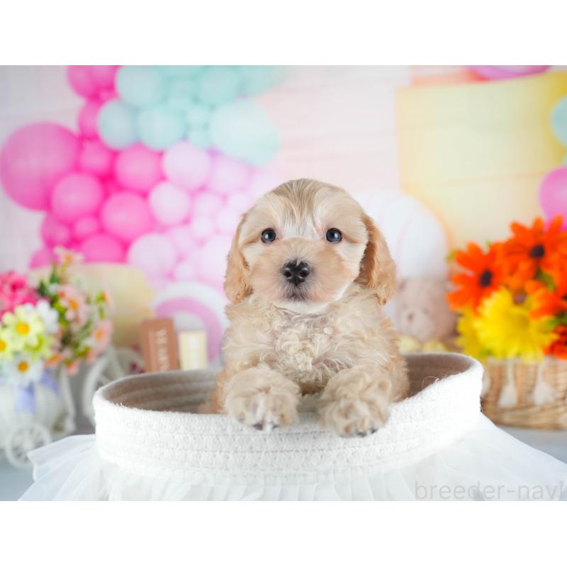 販売中の栃木県のマルプー:マルチーズ×トイプードル-448253の4枚目