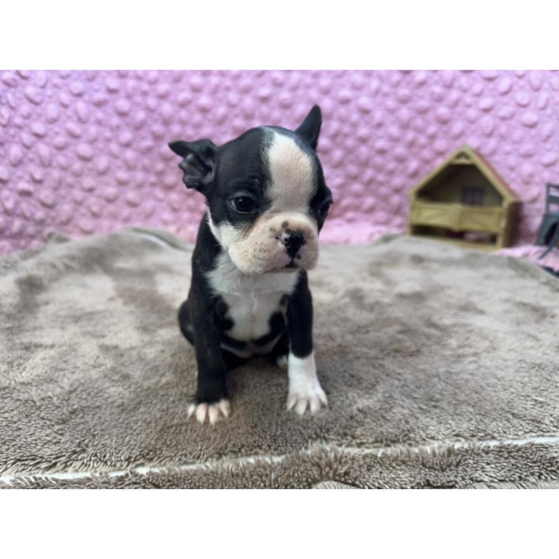 販売中の茨城県のボストンテリア-447966の10枚目