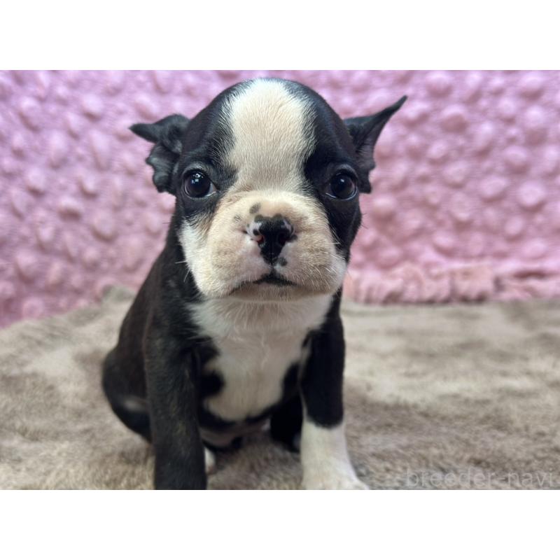 販売中の茨城県のボストンテリア-447966の9枚目