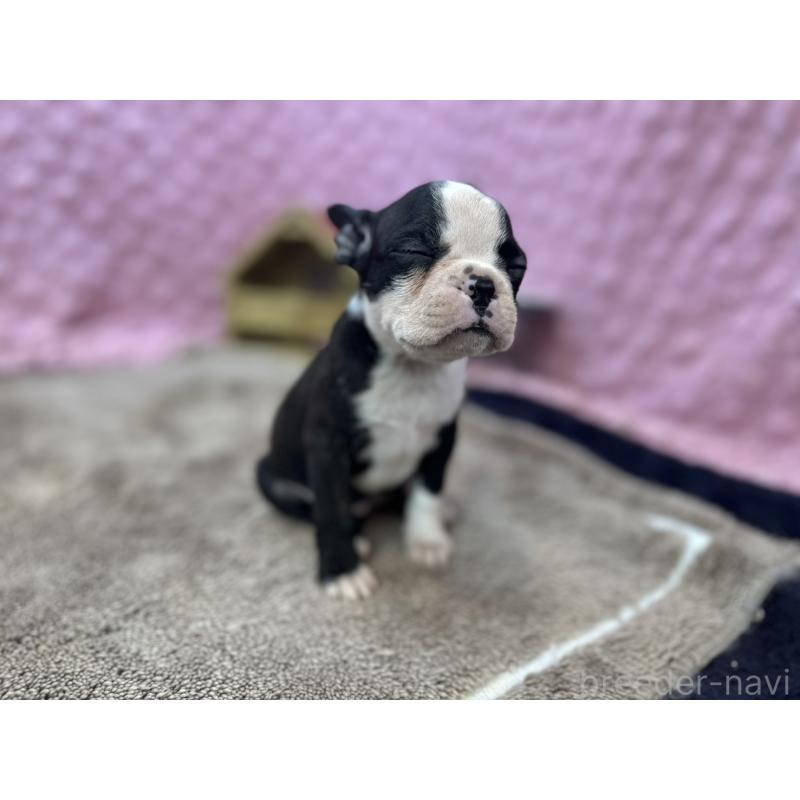販売中の茨城県のボストンテリア-447966の8枚目