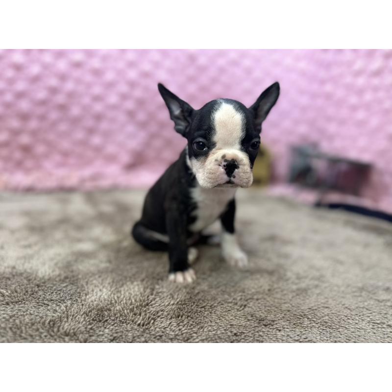 販売中の茨城県のボストンテリア-447966の7枚目