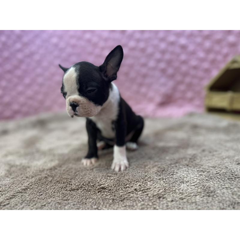 販売中の茨城県のボストンテリア-447966の6枚目