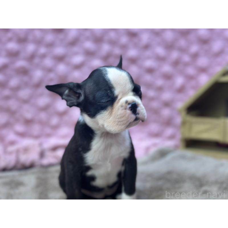 販売中の茨城県のボストンテリア-447966の5枚目