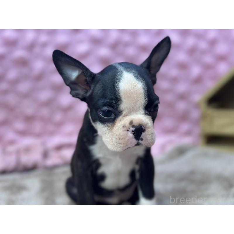 販売中の茨城県のボストンテリア-447966の4枚目