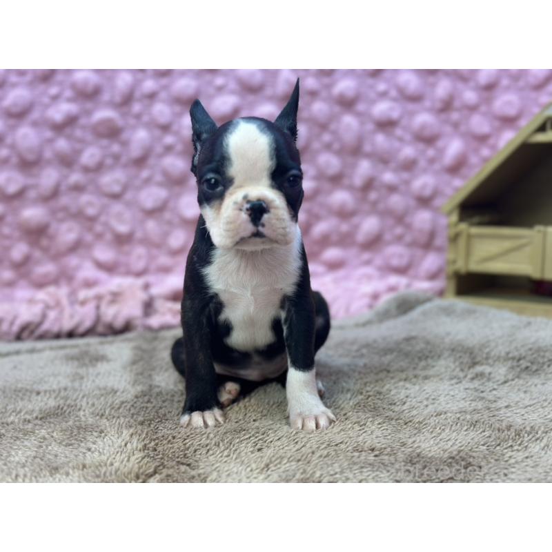 販売中の茨城県のボストンテリア-447966の3枚目