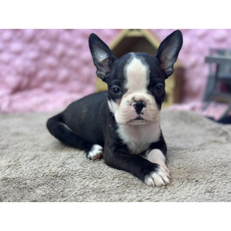 販売中の茨城県のボストンテリア-447966の2枚目