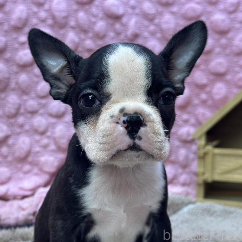 販売中の茨城県のボストンテリア-447966の1枚目