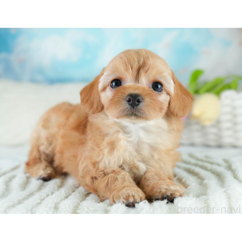 販売中の栃木県のチワプー:チワワ×トイプードル-448246の10枚目