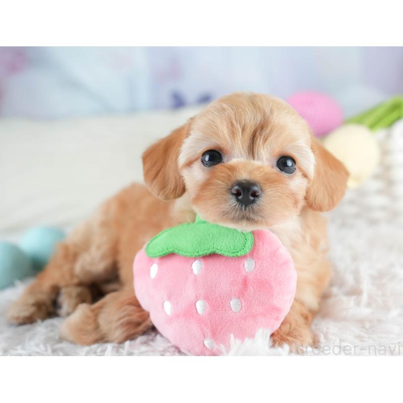 販売中の栃木県のチワプー:チワワ×トイプードル-448246の9枚目