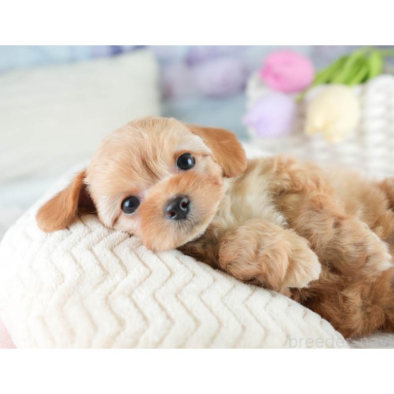 販売中の栃木県のチワプー:チワワ×トイプードル-448246の8枚目