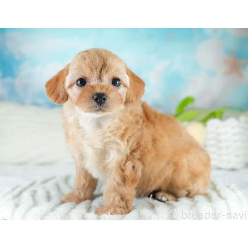 販売中の栃木県のチワプー:チワワ×トイプードル-448246の7枚目