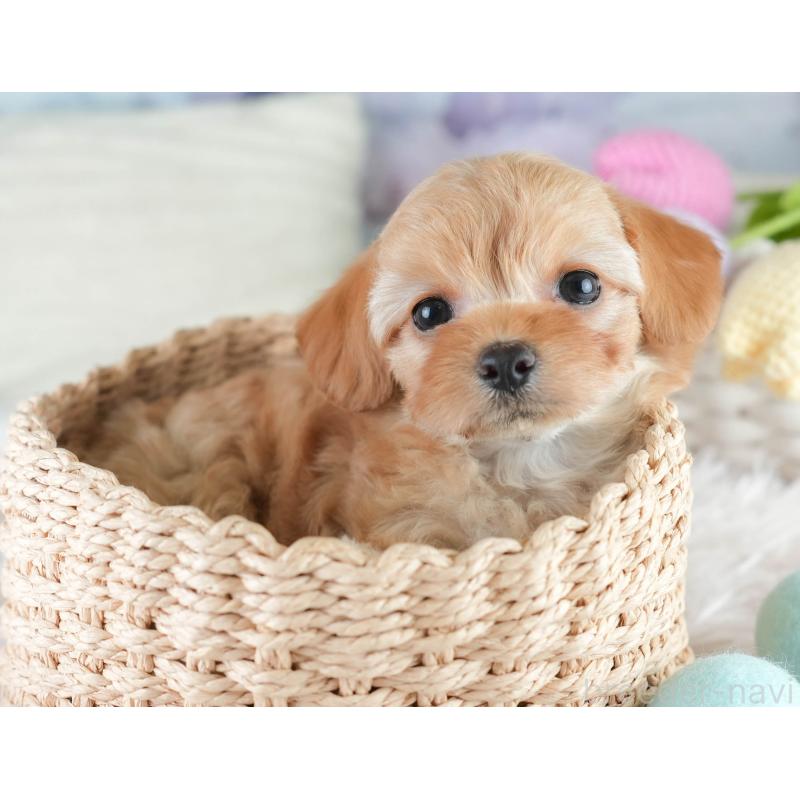 販売中の栃木県のチワプー:チワワ×トイプードル-448246の6枚目