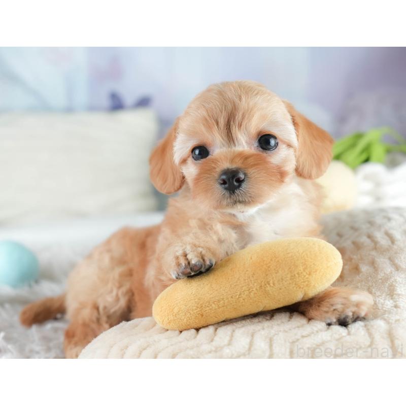 販売中の栃木県のチワプー:チワワ×トイプードル-448246の5枚目