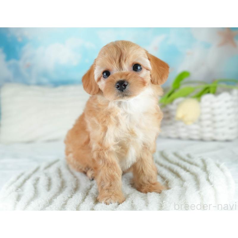 販売中の栃木県のチワプー:チワワ×トイプードル-448246の4枚目