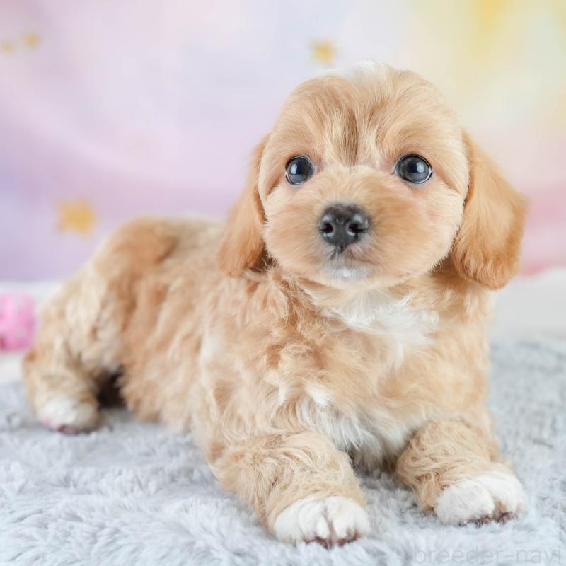 販売中の栃木県のチワプー:チワワ×トイプードル-448245