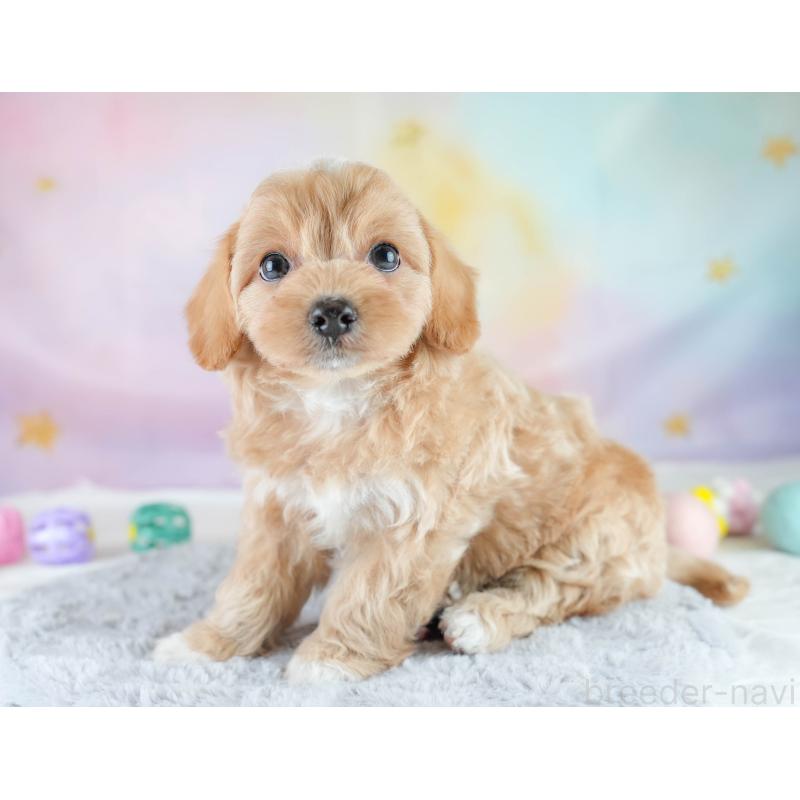 販売中の栃木県のチワプー:チワワ×トイプードル-448245の12枚目