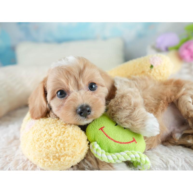 販売中の栃木県のチワプー:チワワ×トイプードル-448245の11枚目