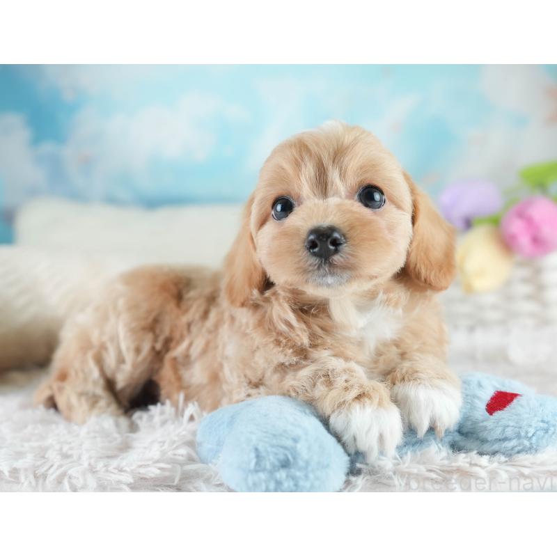 販売中の栃木県のチワプー:チワワ×トイプードル-448245の10枚目