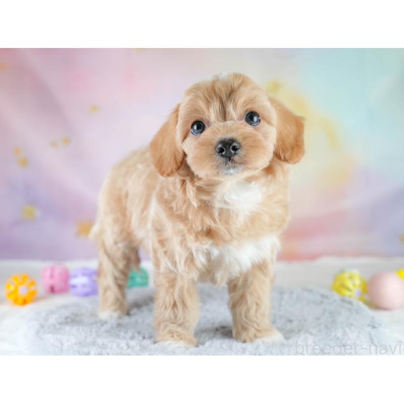 販売中の栃木県のチワプー:チワワ×トイプードル-448245の9枚目