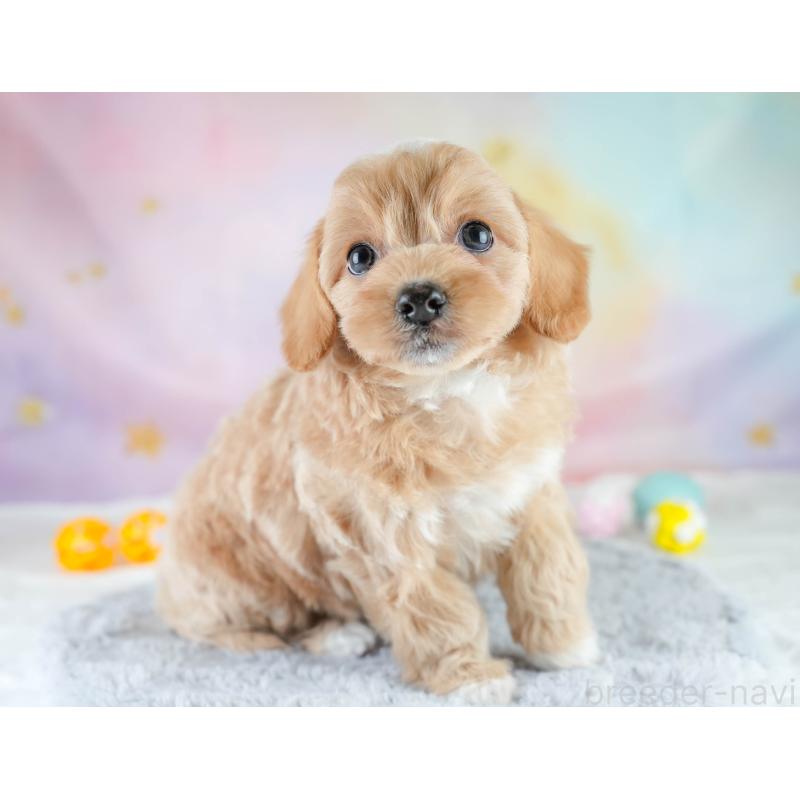 販売中の栃木県のチワプー:チワワ×トイプードル-448245の8枚目