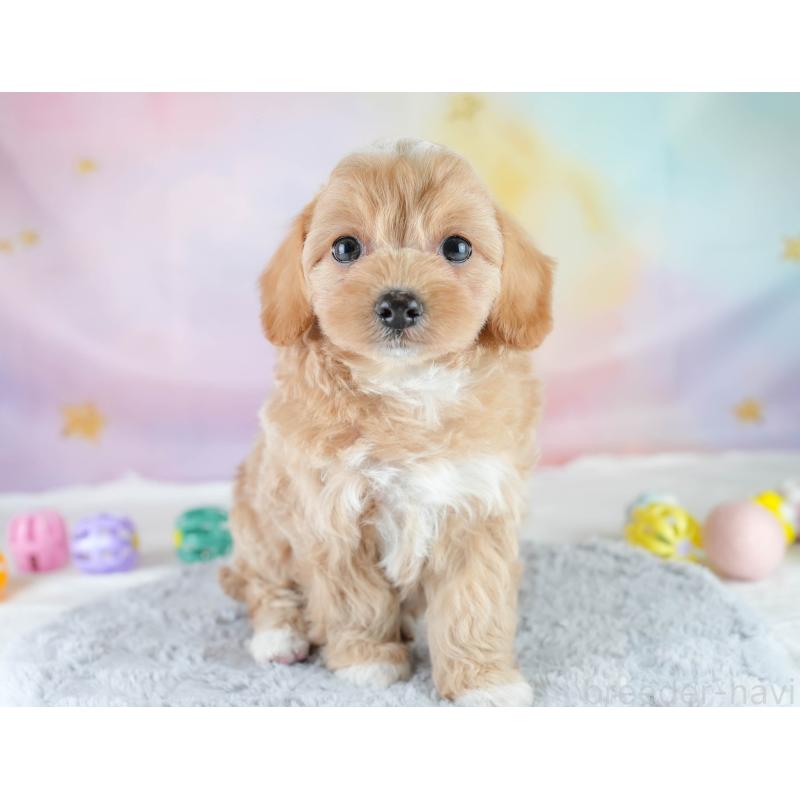 販売中の栃木県のチワプー:チワワ×トイプードル-448245の5枚目