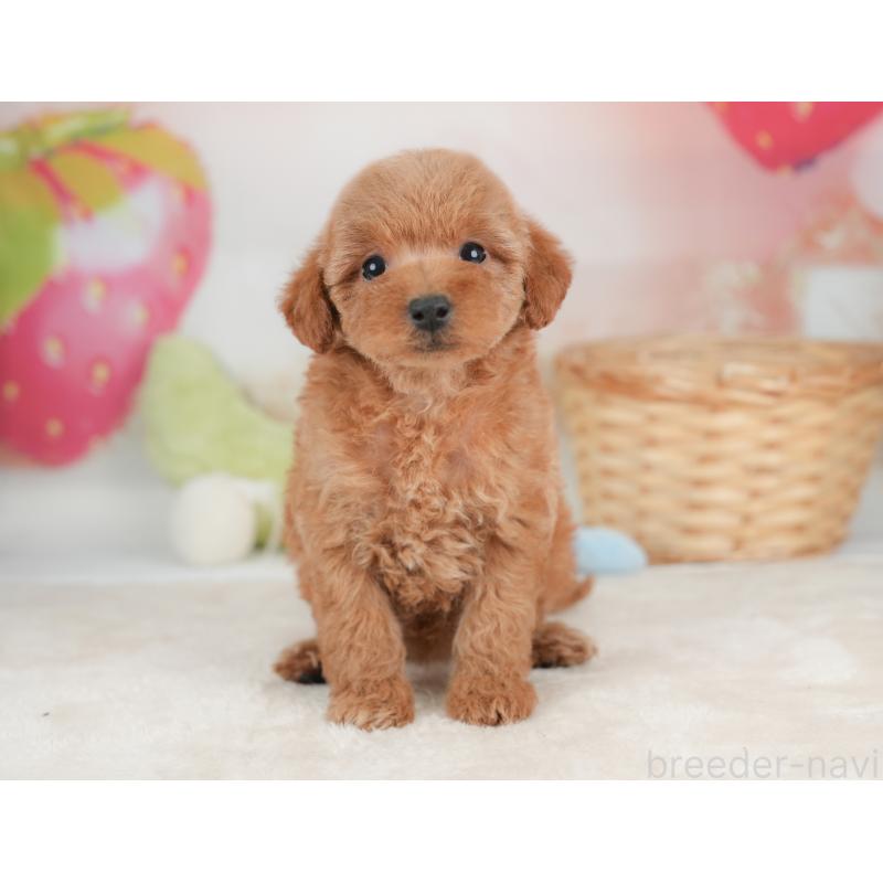 販売中の栃木県のトイプードル-448240の12枚目