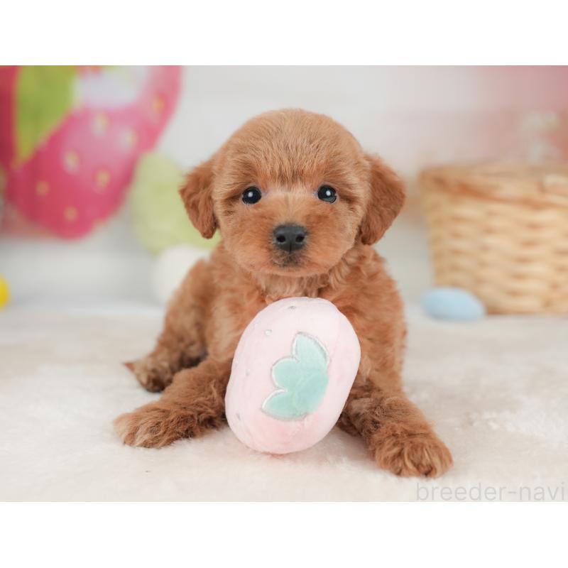 販売中の栃木県のトイプードル-448240の11枚目