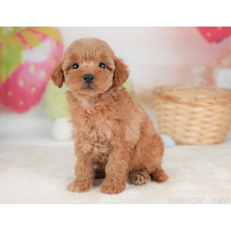 販売中の栃木県のトイプードル-448240の10枚目