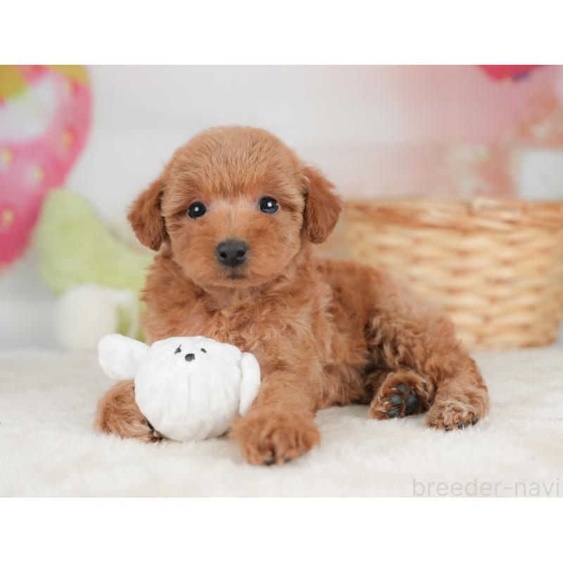 販売中の栃木県のトイプードル-448240の9枚目