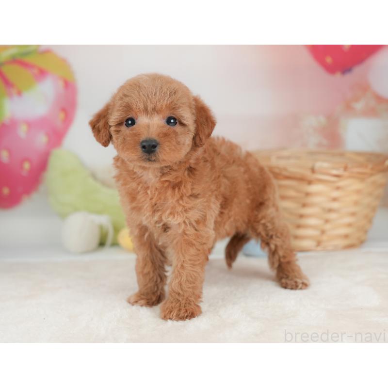 販売中の栃木県のトイプードル-448240の8枚目