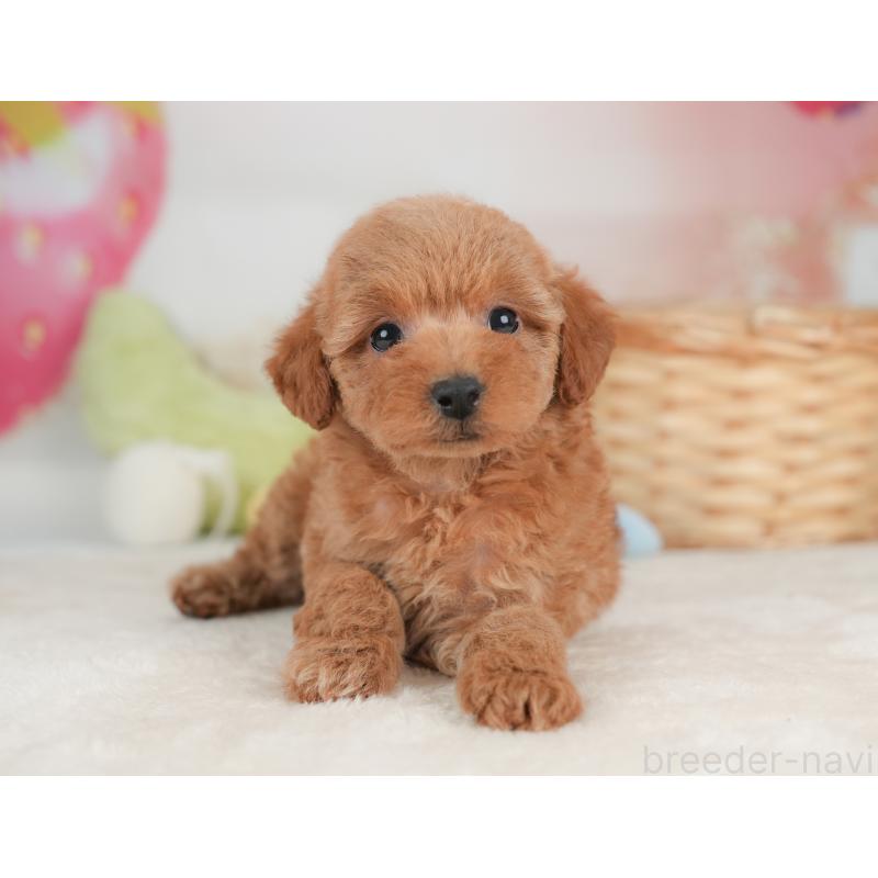 販売中の栃木県のトイプードル-448240の6枚目