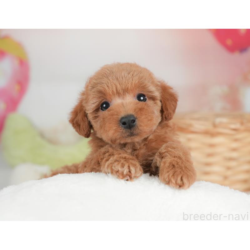 販売中の栃木県のトイプードル-448240の5枚目